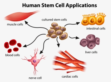 Human Stem Cell Applications, HD Png Download, Free Download