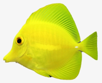 Coral Reef Fish Clipart , Png Download - Pomacentridae, Transparent Png, Free Download