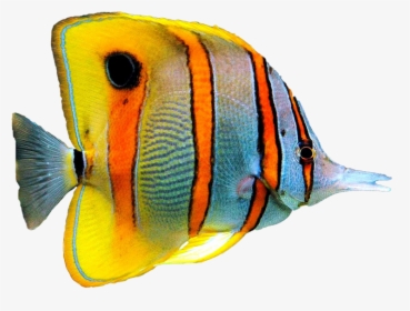 Морская Рыба Пнг Clipart , Png Download - Рыбки На Прозрачном Фоне, Transparent Png, Free Download
