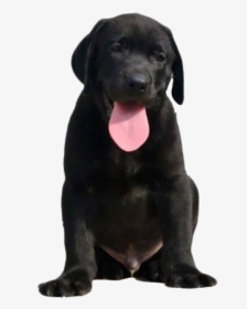 Labrador Retriever Png Images - Black Dog Labrador Transparent, Png Download, Free Download
