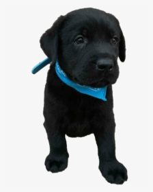 Labrador Retriever Puppy Png File - Labrador Retriever, Transparent Png, Free Download