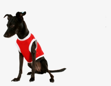 Perro Negro Con Ropa, HD Png Download, Free Download