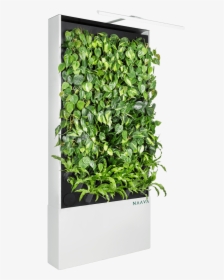 Green Wall, HD Png Download, Free Download