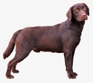 Labrador Retriever, HD Png Download, Free Download