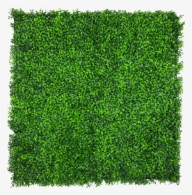 Hanging Ivy Png, Transparent Png, Free Download