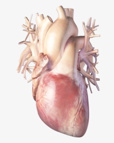 Human Heart, HD Png Download, Free Download