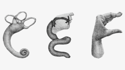 Anatomy Detail-02 - Serpent, HD Png Download, Free Download