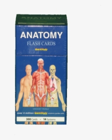 Anatomy Flash Cards"  Class= - Anatomy Flashcards Quickstudy, HD Png Download, Free Download