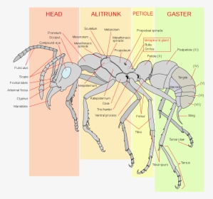 Scheme Ant Worker Anatomy-en - General Insect Body Plan, HD Png Download, Free Download