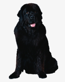 Dog Png - Newfoundland Dog Transparent Background, Png Download, Free Download