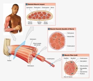 Organization Of Skeletal Muscle Pearson, HD Png Download, Free Download