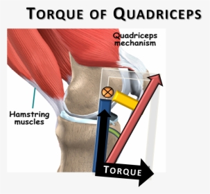 Moment Arm Of Quadriceps, HD Png Download, Free Download
