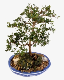 This Product Design Is Bonsai Potted Green Plants About - Sageretia Theezans, HD Png Download, Free Download