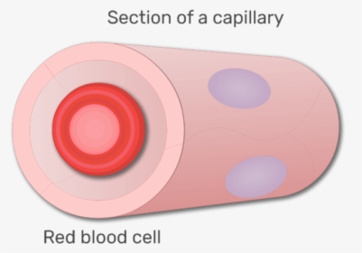 A Red Blood Cell In A Section Of Capillary Animation - Circle, HD Png Download, Free Download