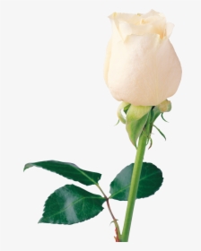 White Roses Png Image - Beautiful White Flower Png, Transparent Png, Free Download