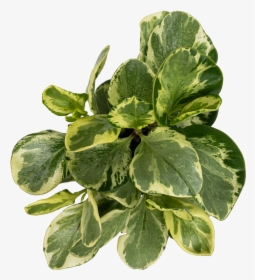 Peperomia Golden Gate - Houseplant, HD Png Download, Free Download