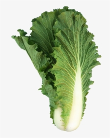 Mustard Greens, HD Png Download, Free Download