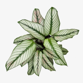 Calathea White Star - Illustration, HD Png Download, Free Download