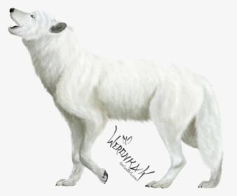 3185711917, White Wolf - Transparent White Wolf Png, Png Download, Free Download