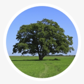 Trees In Buckinghamshire, HD Png Download, Free Download