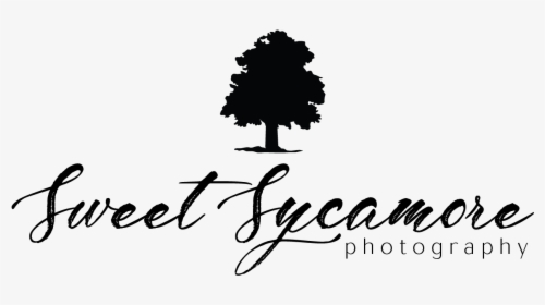 Sweet Sycamore Photography - Calligraphy, HD Png Download, Free Download