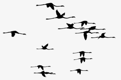 Transparent Flamingo Flying Silhouette, HD Png Download, Free Download