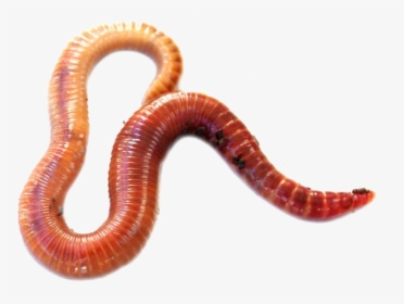 Red Wiggler Worms, HD Png Download, Free Download