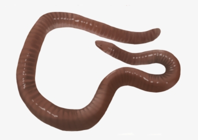 Earthworm, HD Png Download, Free Download