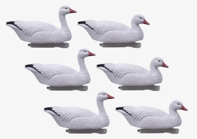 Hd Snow Goose Floaters - Snow Goose, HD Png Download, Free Download