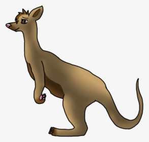 Kangaroo Drawing Macropodidae Photography - Kangaroo, HD Png Download, Free Download