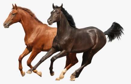 Brwon And Black Two Horses Psd Images Runing - Horses In The Back, HD Png Download, Free Download