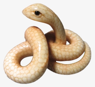 White Snake Png Download - Smooth Earth Snake, Transparent Png, Free Download