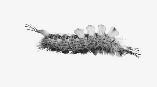 Caterpillar, HD Png Download, Free Download