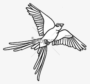 Oklahoma State Bird Clipart Oklahoma State University - Scissor Tailed Flycatcher Outline, HD Png Download, Free Download