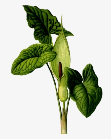 Transparent Png Poison Plants Png, Png Download, Free Download