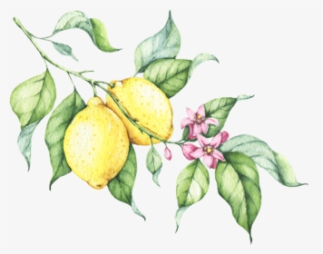 Lemon Drawing Transparent Background, HD Png Download, Free Download