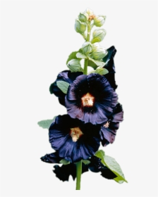 Dark Purple Hollyhock - Hollyhock Flower Dark Purple Png, Transparent Png, Free Download