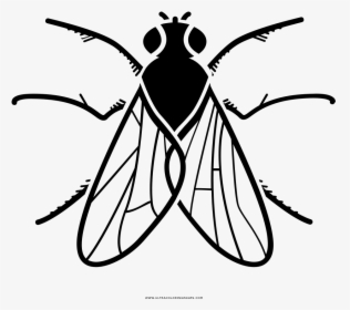 Fly Coloring Page - Dibujar Mosca Para Colorear, HD Png Download, Free Download