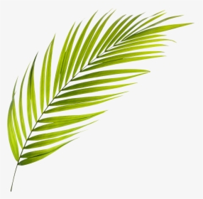 Palmera Aboutus - Tree, HD Png Download, Free Download