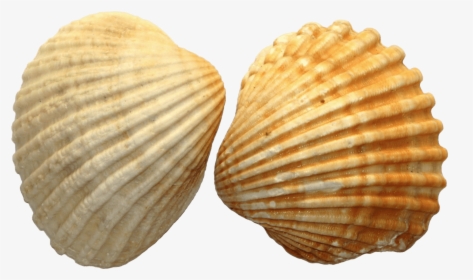 Scallop - Seashell Png, Transparent Png, Free Download