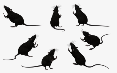 Whiskers Black Rat Laboratory Rat Mouse Rodent - Rats Clip Art Black And White, HD Png Download, Free Download
