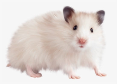 Transparent Mouse Png Picture - Mouse Animal Png, Png Download, Free Download