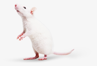Mouse, HD Png Download, Free Download