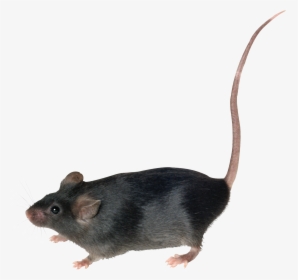 Mouse Image - Мышь Пнг, HD Png Download, Free Download