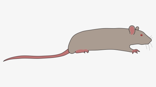 Rat By Rones Clip Arts, HD Png Download, Free Download