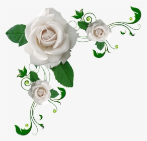 #roses #white #corner #decoration #vine - Rose White Flower Png, Transparent Png, Free Download