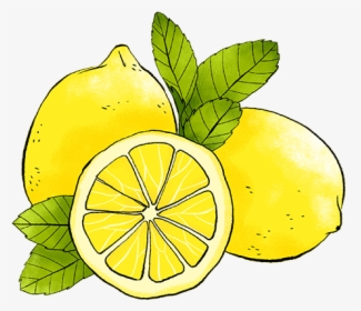 Lemon Png Drawn - Drawn Lemon Png, Transparent Png, Free Download