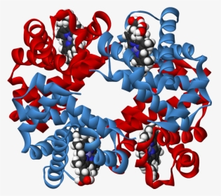 Haemoglobin 3d Ribbons - Haemoglobin Structure 3d Transparent, HD Png Download, Free Download