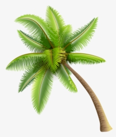 Beach Coconut Tree Png - Transparent Background Coconut Tree Png, Png Download, Free Download