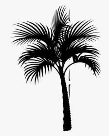 Coconut Tree Vector , Png Download - Coconut Tree Vector, Transparent Png, Free Download